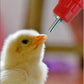 SPN-1 One Screw-in Water Nipple Drinker For Chickens, Ducks, Geese, & Waterfowl